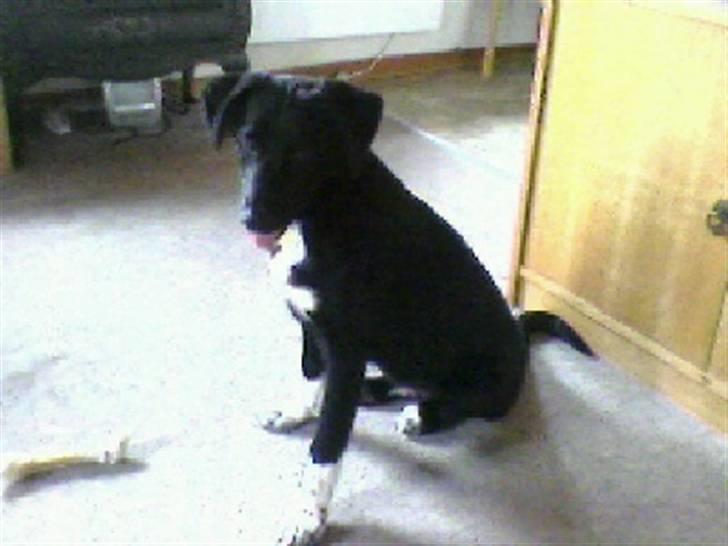 Blanding af racer Jay - Her sidder jeg da fin, får jeg mon en godbid, for det? billede 4