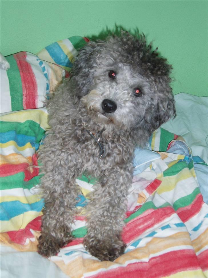 Dværgpuddel Soffi - nåå hvor er jeg sød billede 1