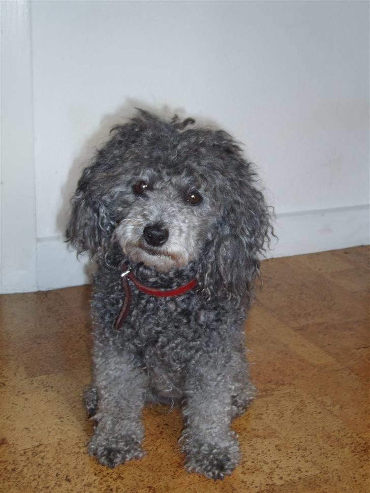 Dværgpuddel Mille - her er jeg så... :-) billede 1