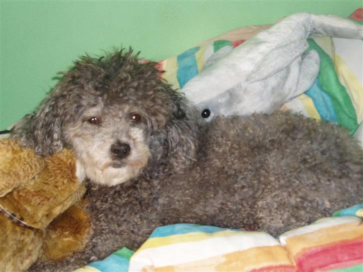 Dværgpuddel Mille - nåå der ser jeg vist lidt tyk ud =) billede 2