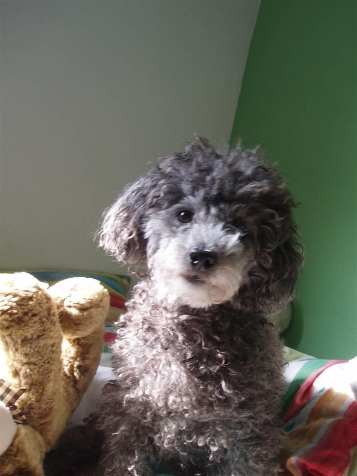 Dværgpuddel Mille - ja jeg er så fin billede 3