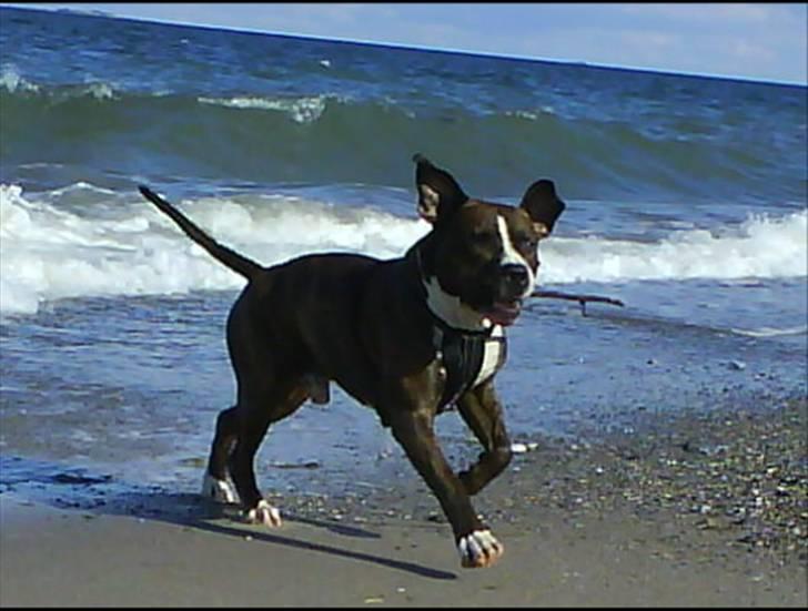 Amerikansk staffordshire terrier $ Victor $ R.I.P billede 5
