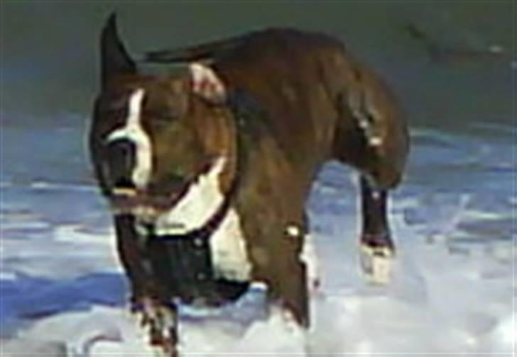 Amerikansk staffordshire terrier $ Victor $ R.I.P billede 6