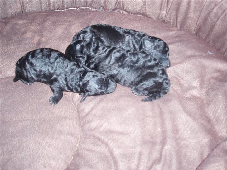 Dværgpuddel Mille - det er mine tre hvalsp da de er ca en uge gamle<3 billede 5