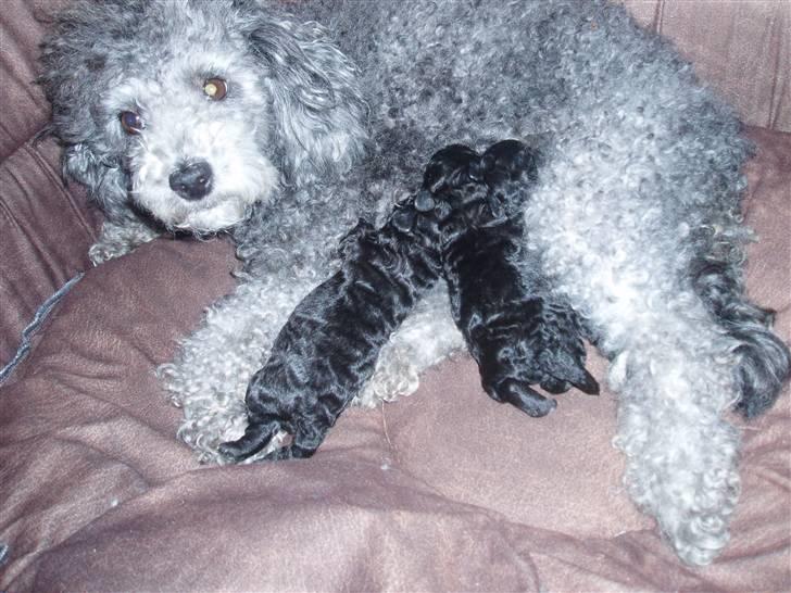 Dværgpuddel Mille - her giver jeg min tre hvalpe mælk  billede 6