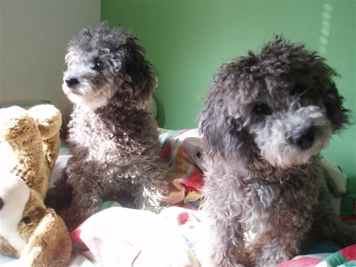 Dværgpuddel Soffi - her sidder jeg og kigger og min mor er i baggrunen billede 2