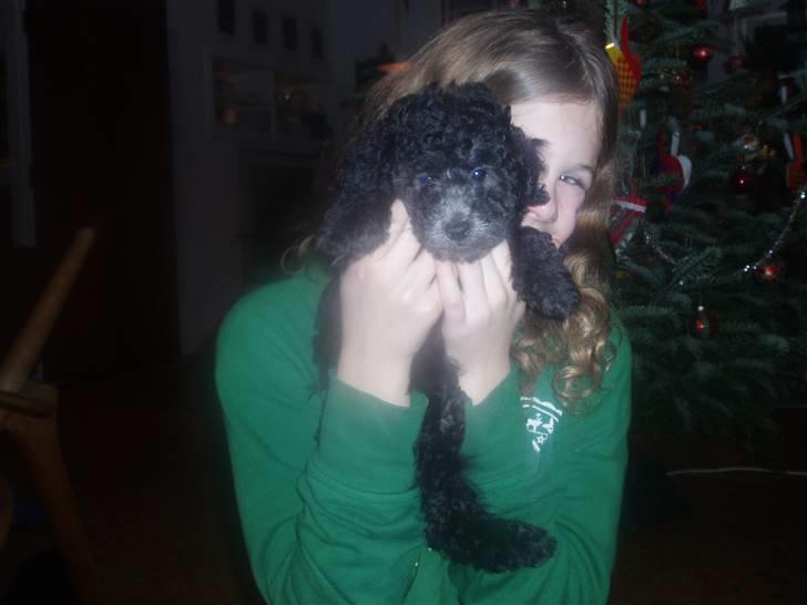 Dværgpuddel Soffi - her er jeg måske 1 måned.. min søde ejer solveig løfter mig billede 3