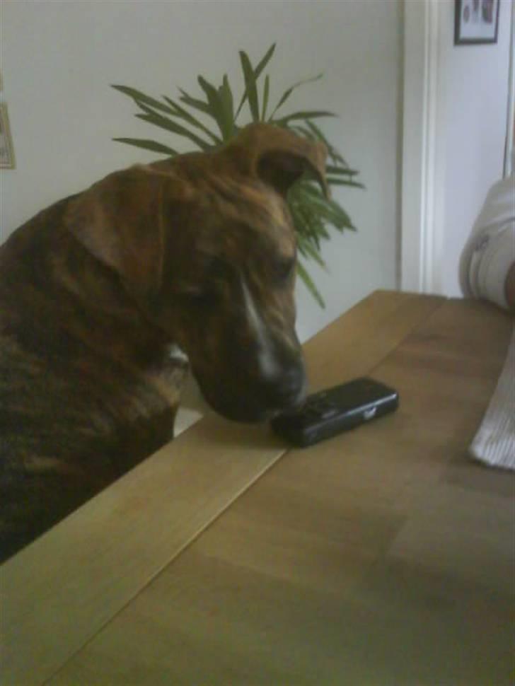 Amerikansk staffordshire terrier Tyson billede 10