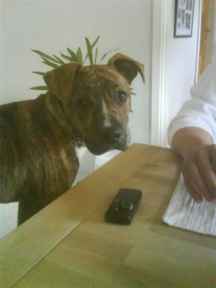 Amerikansk staffordshire terrier Tyson billede 11