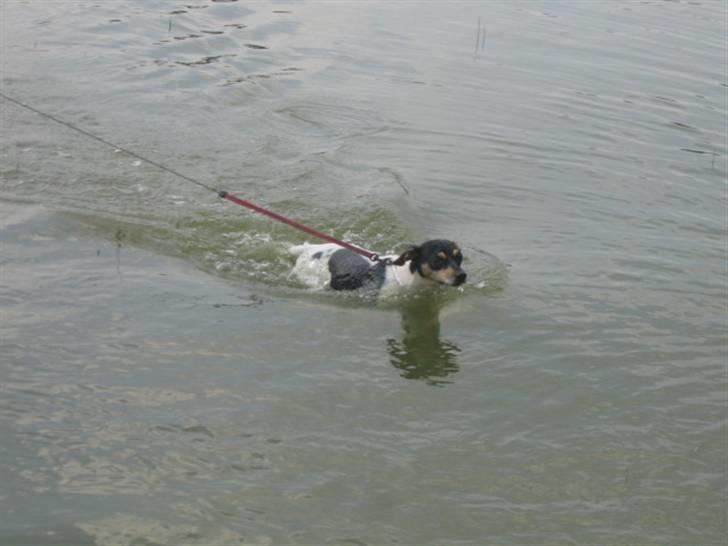 Dansk svensk gaardhund Rasmine *DØD* billede 19