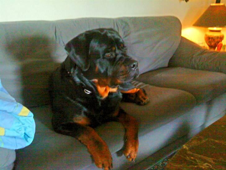 Rottweiler kato= Moars basse - Sådan ser man ud når man har erobret sofaen billede 7
