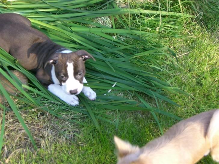 Amerikansk staffordshire terrier Versatus Chanel billede 7