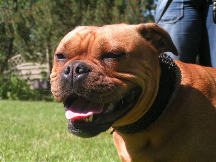 Engelsk bulldog Berta - Dumle (som vi kaldte hende) en datter af Berta fra marts 2006 billede 7