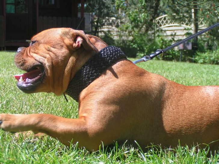 Engelsk bulldog Berta - Dumle (som vi kaldte hende) en datter af Berta fra marts 2006 billede 8