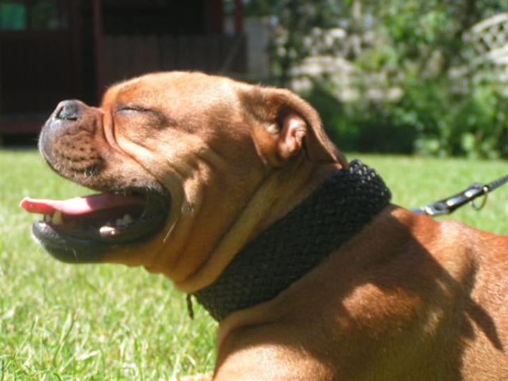 Engelsk bulldog Berta - Dumle (som vi kaldte hende) en datter af Berta fra marts 2006 billede 9