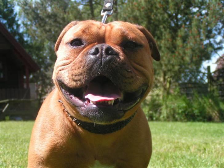 Engelsk bulldog Berta - Dumle (som vi kaldte hende) en datter af Berta fra marts 2006 billede 10