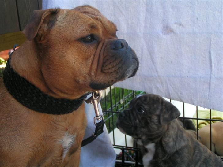 Engelsk bulldog Berta - Dumle med af hvalpene fra i år... billede 11