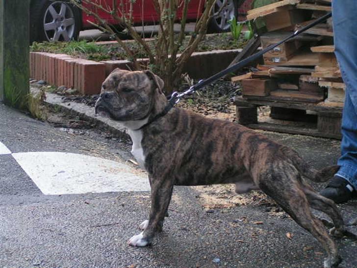 Engelsk bulldog Berta - Figaro (Som vi kaldte ham) Han hedder i dag Chianty (tror nok det staves sådan) ;-) billede 12