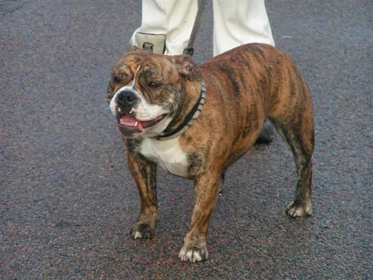 Engelsk bulldog Berta - Sveske...Dejlig tøs...:-) billede 13