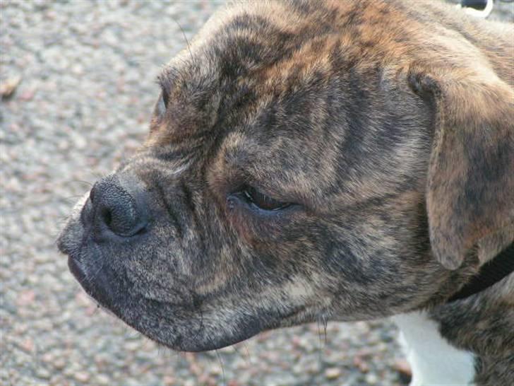 Engelsk bulldog Berta - Figaro.... billede 14