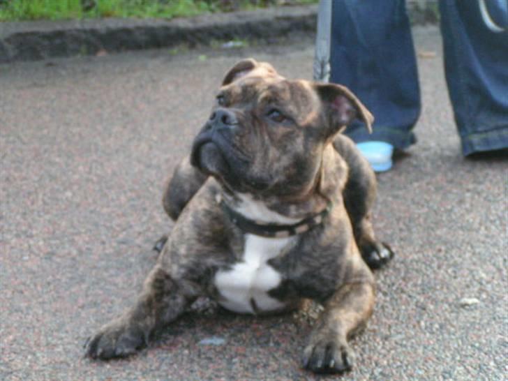 Engelsk bulldog Berta - Carlo....Dejlig dreng...:-)) billede 15