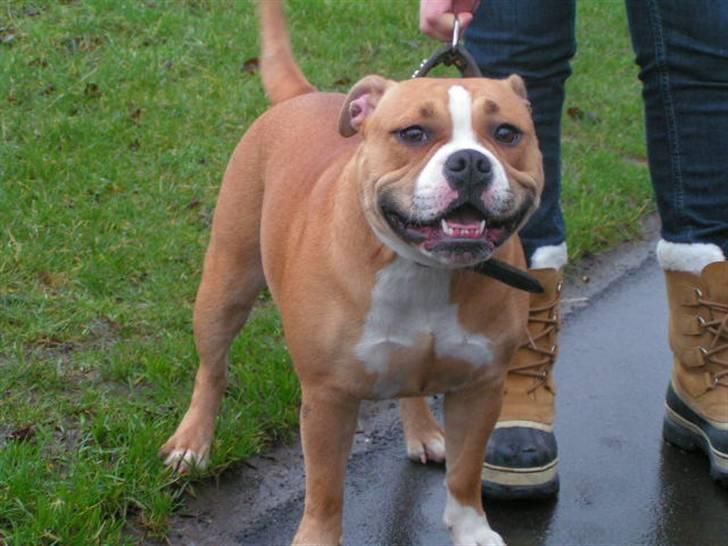 Engelsk bulldog Berta - Irma....Skønne pige...:-))) billede 16