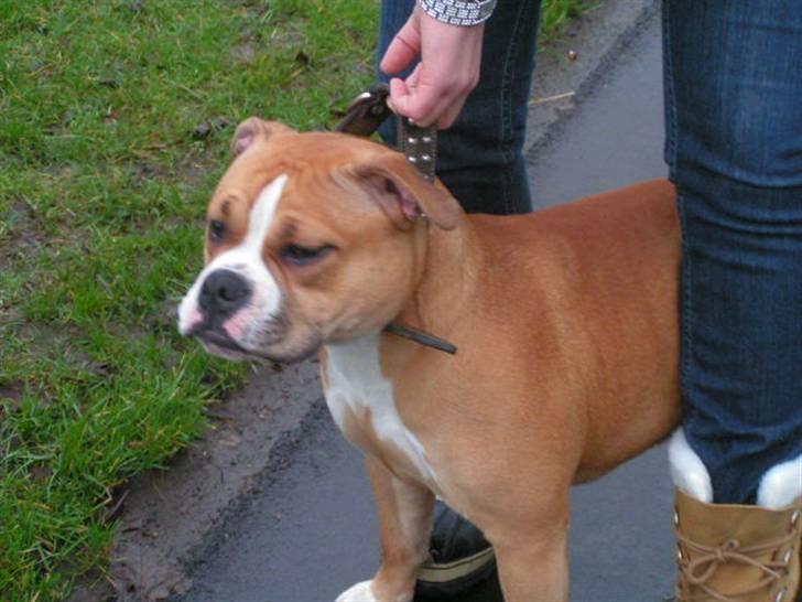 Engelsk bulldog Berta - Irma...:-)) billede 17