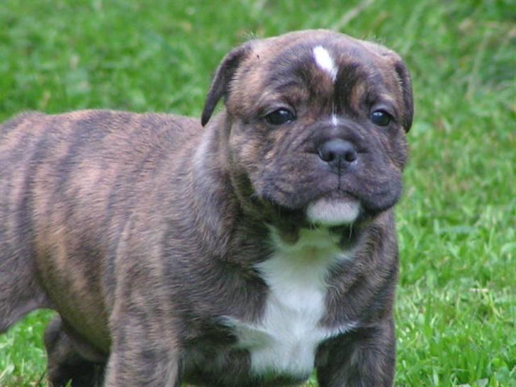 Engelsk bulldog Berta - William fra 2007 billede 18