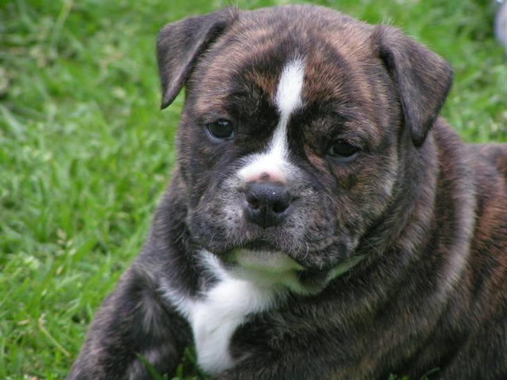 Engelsk bulldog Berta - Henning fra 2007 billede 19