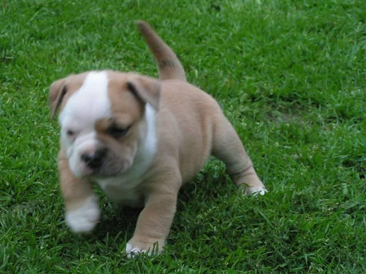 Engelsk bulldog Berta - Bertram fra 2007...Bor stadig hos sin mor ;-) billede 20