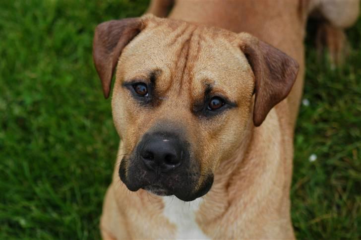 Blanding af racer Rex - Rex 11 mdr., 36kg billede 16