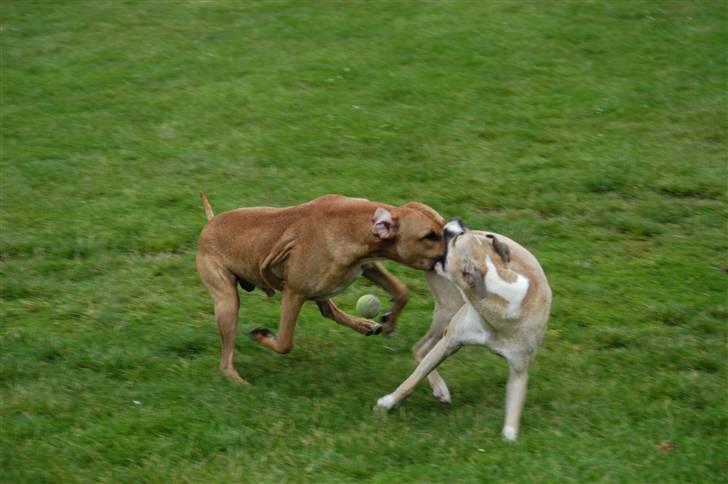 Blanding af racer Rex - Gotcha! billede 17