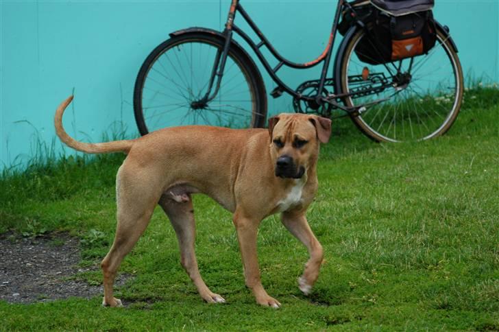 Blanding af racer Rex - Mr. Hansom billede 18