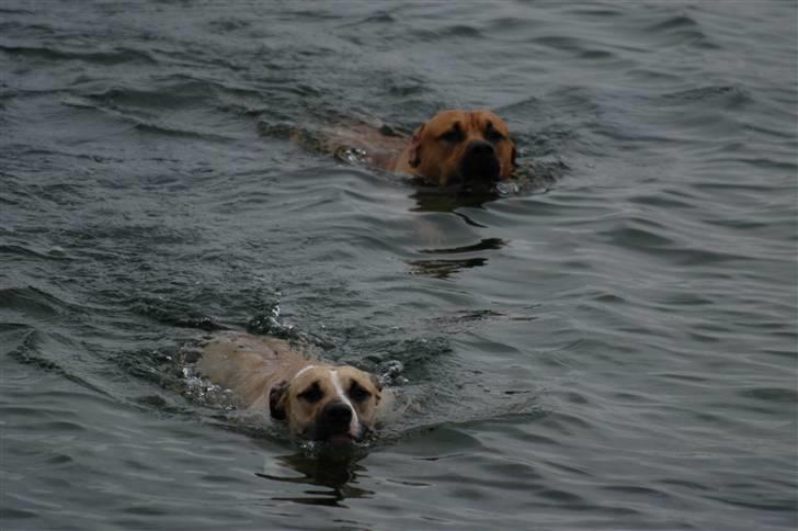 Blanding af racer Rex - Vandhunde... billede 19