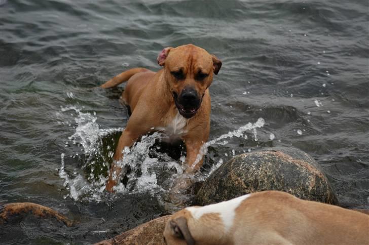 Blanding af racer Rex - VÅD hund... billede 20