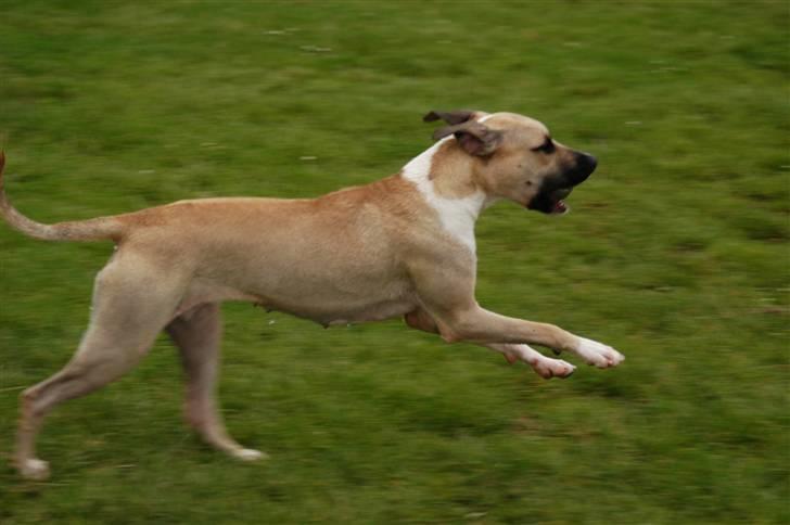 Blanding af racer Victoria billede 16