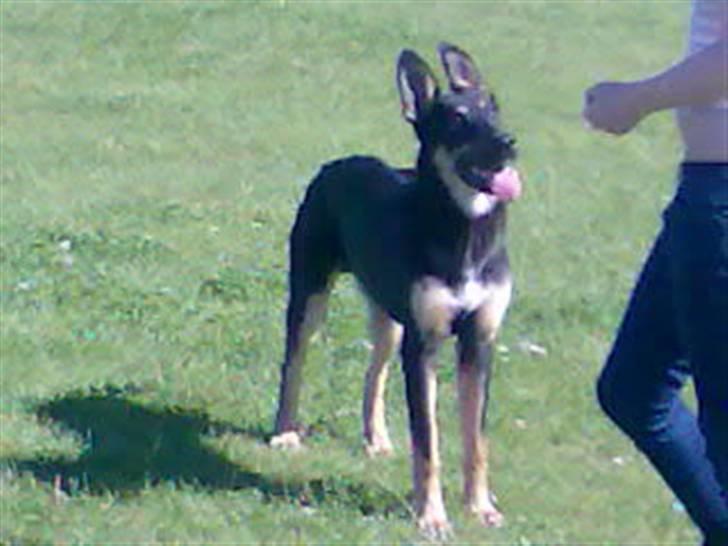 Blanding af racer Vaks Aflivet i 2009 - Vaks (:  billede 5