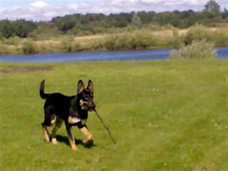 Blanding af racer Vaks Aflivet i 2009 - Jeg er god til at hente pinden (: billede 6