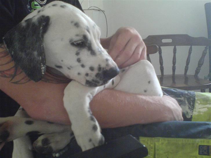 Blanding af racer Millalik nanok  billede 13