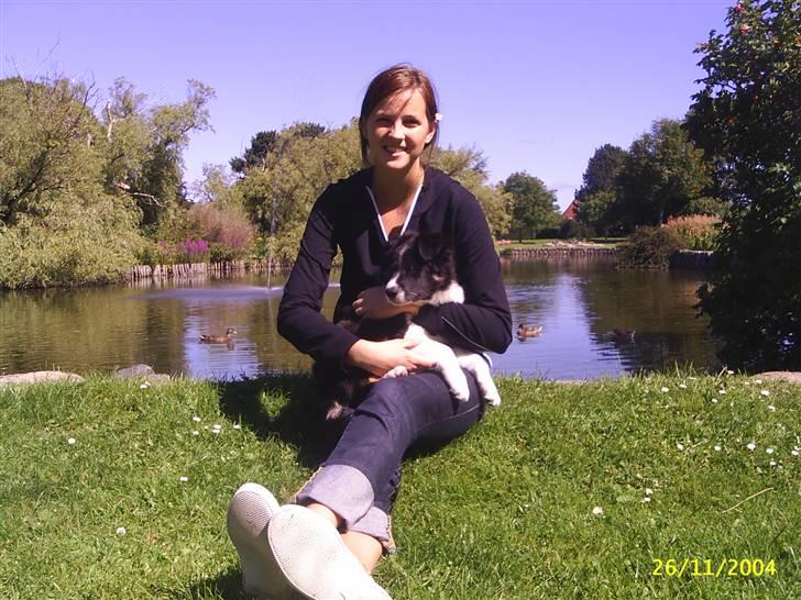 Border collie Victor billede 6