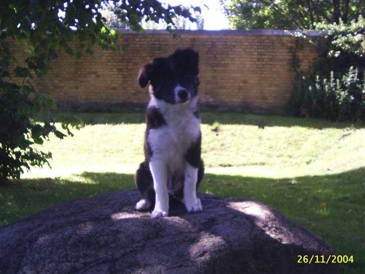 Border collie Victor billede 7