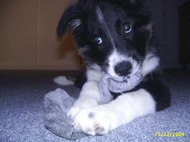 Border collie Victor billede 8