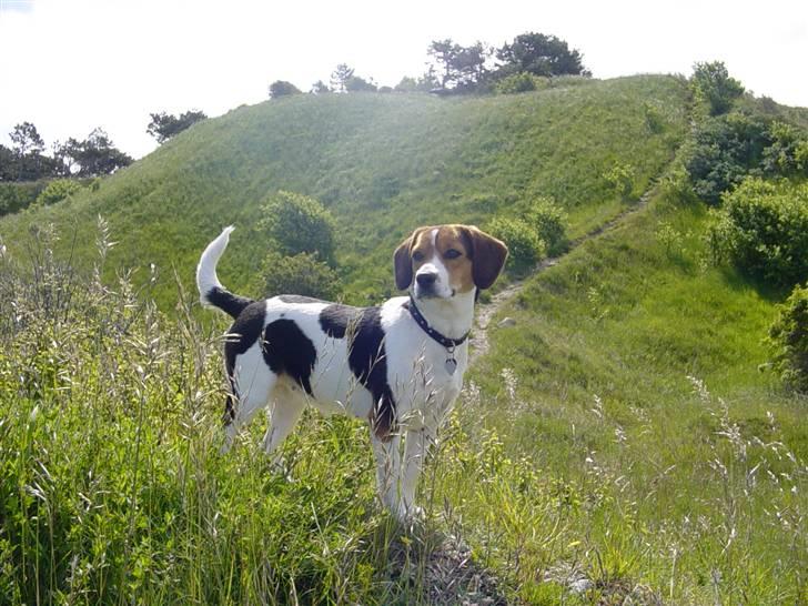 Blanding af racer Freja - her er vi på vores hygge sted elsker af være der billede 1