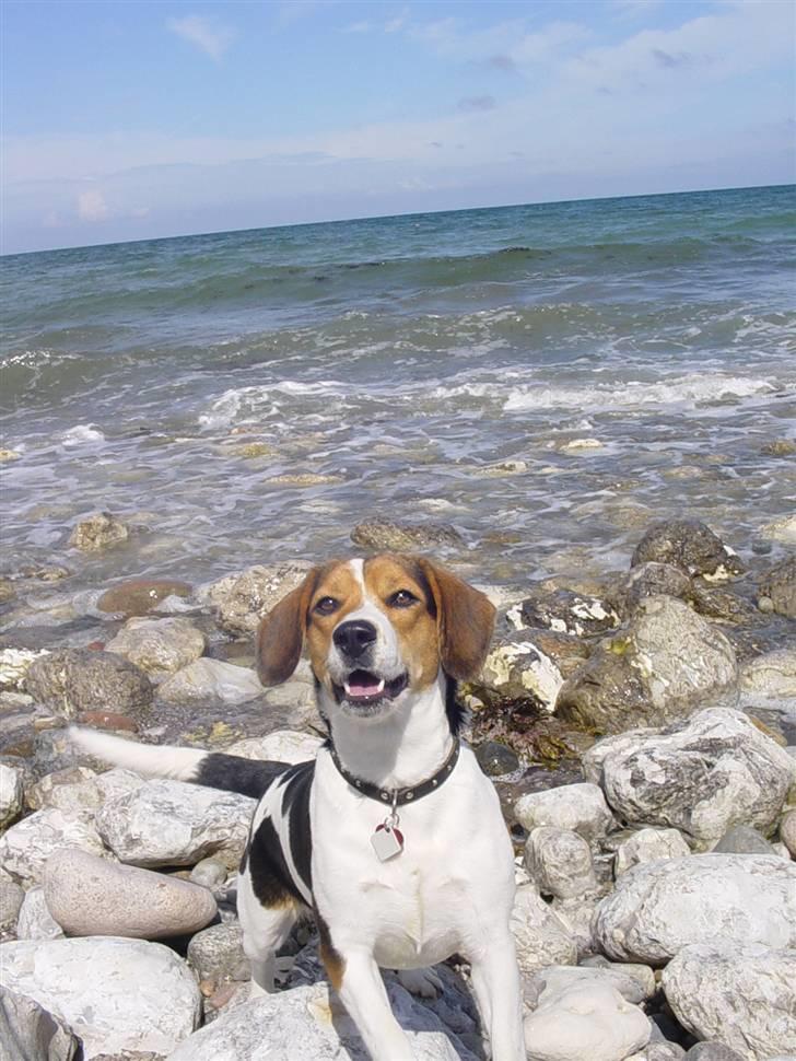 Blanding af racer Freja - ude ved vandet det er så fedt af løbe ud når mor smider sten ud i vandet billede 2