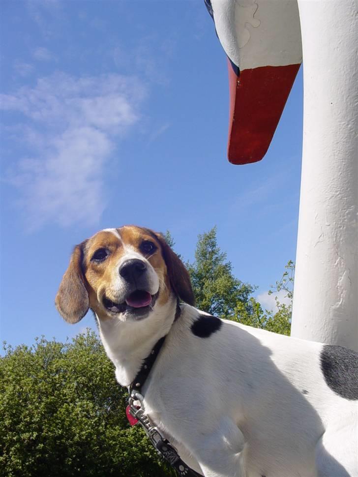 Blanding af racer Freja - her er vi ude og sejle på en fin svane det er livet billede 3