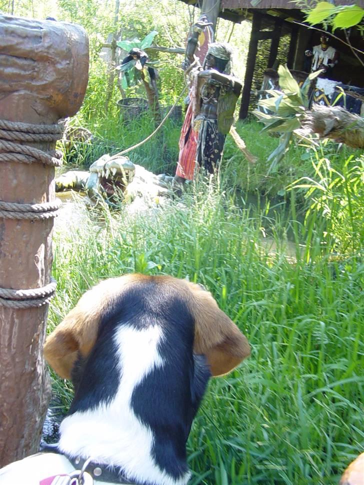 Blanding af racer Freja - sommerland sjælland det er bare så spændene billede 4