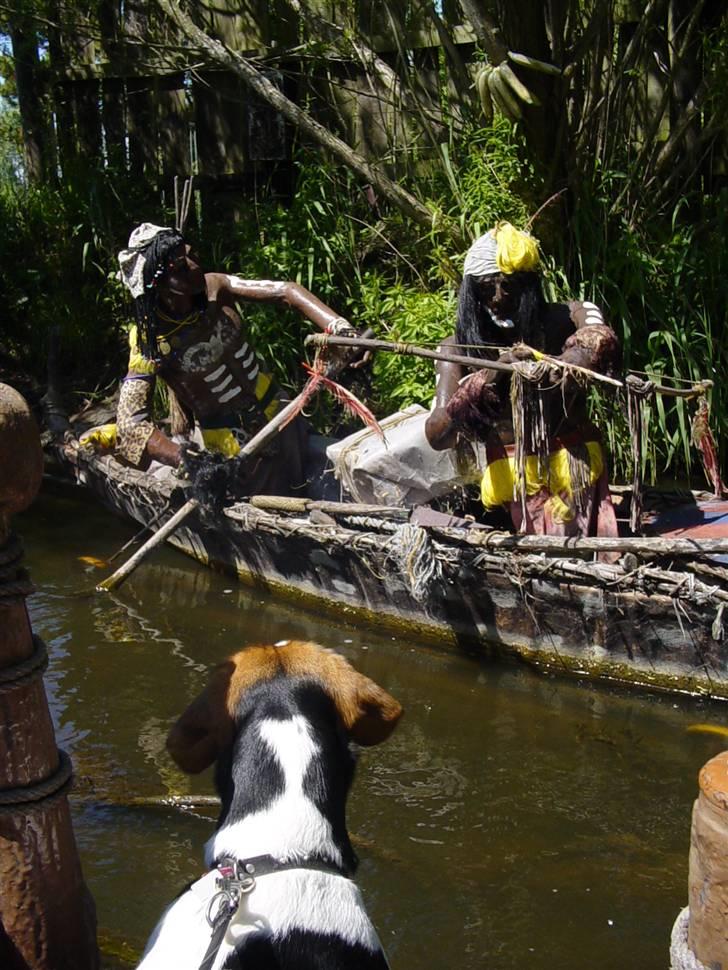 Blanding af racer Freja - det er bare spændene billede 5