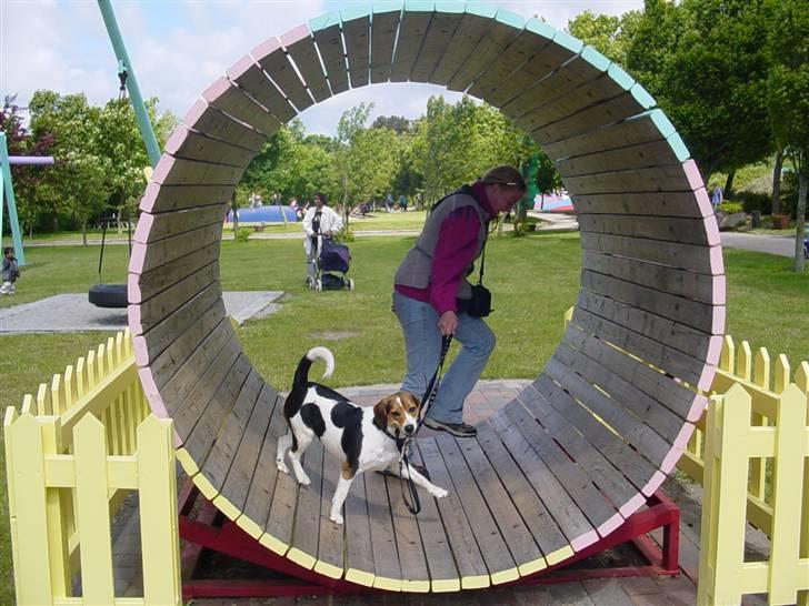 Blanding af racer Freja - i hamsterhjulet det er bare skønt hylet da vi gik væk billede 6