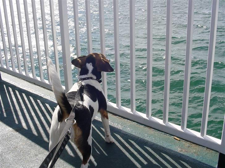 Blanding af racer Freja - her er vi på vej til jylland elsker af sejle billede 7