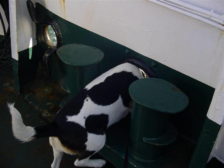 Blanding af racer Freja - mund jeg kan komme igemmen ko øjet, billede 9